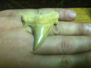 Fossil Lamna shark tooth