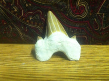 Load image into Gallery viewer, Fossil Lamna shark tooth