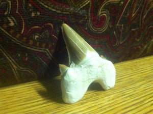 Fossil Lamna shark tooth