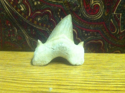 Fossil Lamna shark tooth