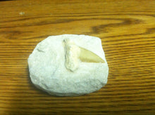 Load image into Gallery viewer, Fossil Lamna shark tooth in matrix specimen