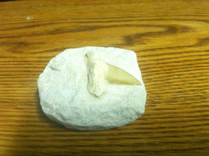 Fossil Lamna shark tooth in matrix specimen