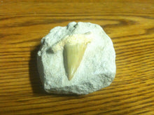 Load image into Gallery viewer, Fossil Lamna shark tooth in matrix specimen