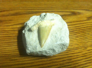 Fossil Lamna shark tooth in matrix specimen