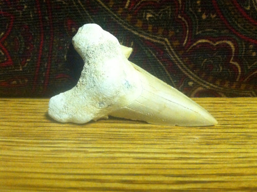 Fossil Lamna shark tooth