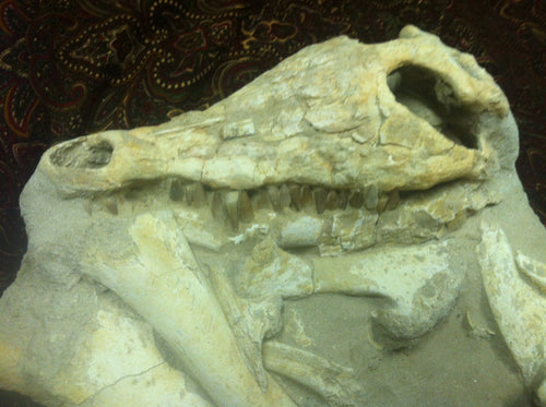 Mosasaurs fossil skull specimen