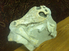 Load image into Gallery viewer, Mosasaurs fossil skull specimen