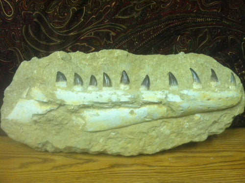 Mosasaurs fossil jaw specimen