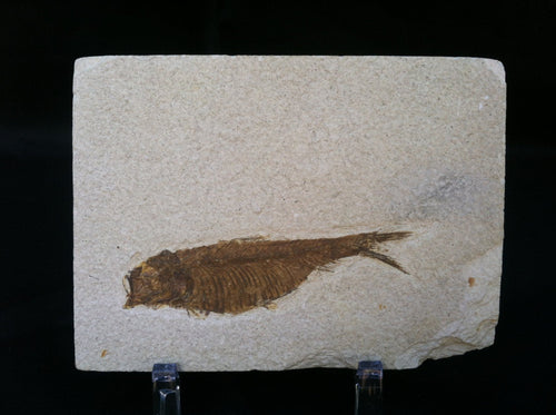 Fossil Fish Specimen from Wyoming. About 50 million Years Old.