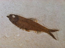 Load image into Gallery viewer, Fossil Fish Specimen from Wyoming. About 50 million Years Old.