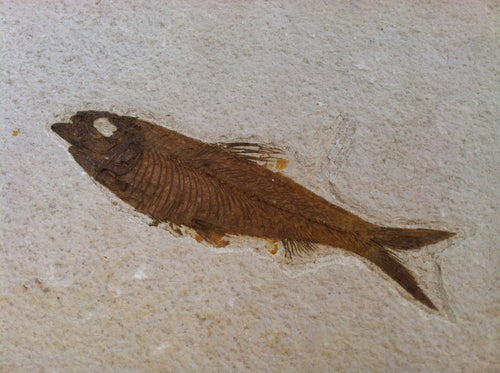 Fossil Fish Specimen from Wyoming. About 50 million Years Old.