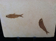 Load image into Gallery viewer, Fossil Fish Specimen from Wyoming. About 50 million Years Old.