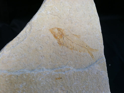 Fossil Fish Specimen from Wyoming. About 50 million Years Old.