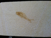 Load image into Gallery viewer, Fossil Fish Specimen from Wyoming. About 50 million Years Old.