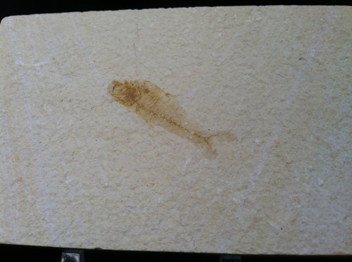 Fossil Fish Specimen from Wyoming. About 50 million Years Old.