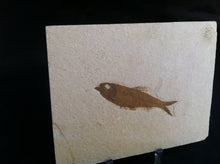 Load image into Gallery viewer, Fossil Fish Specimen from Wyoming. About 50 million Years Old.