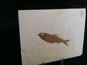 Fossil Fish Specimen from Wyoming. About 50 million Years Old.