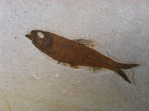 Fossil Fish Specimen from Wyoming. About 50 million Years Old.