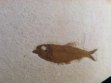 Load image into Gallery viewer, Fossil Fish Specimen from Wyoming. About 50 million Years Old.