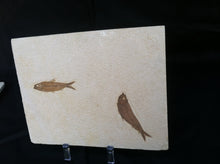 Load image into Gallery viewer, Fossil Fish Specimen from Wyoming. About 50 million Years Old.