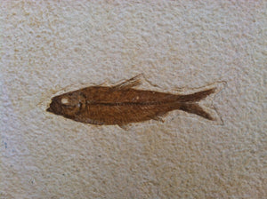 Fossil Fish Specimen from Wyoming. About 50 million Years Old.