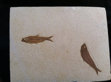 Load image into Gallery viewer, Fossil Fish Specimen from Wyoming. About 50 million Years Old.