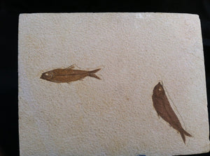 Fossil Fish Specimen from Wyoming. About 50 million Years Old.