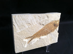 Fossil Fish Specimen from Wyoming. About 50 million Years Old.