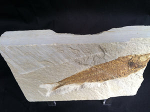 Fossil Fish Specimen from Wyoming. About 50 million Years Old.