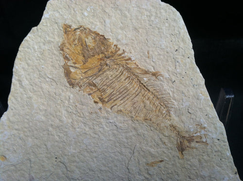 Fossil Fish Specimen from Wyoming. About 50 million Years Old.