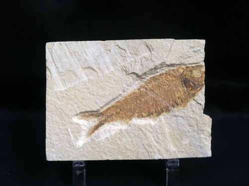 Fossil Fish Specimen from Wyoming. About 50 million Years Old.