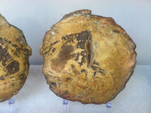 Petrified wood matching slabs (butterfly cut)