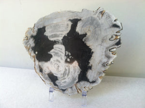 Petrified wood slab with two heart