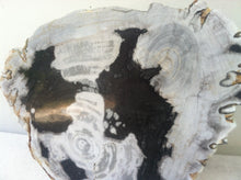 Load image into Gallery viewer, Petrified wood slab with two heart
