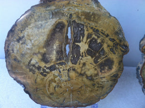 Petrified wood matching slabs (butterfly cut)