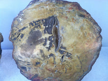 Load image into Gallery viewer, Petrified wood matching slabs (butterfly cut)