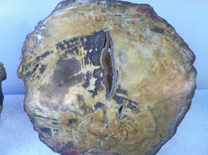 Petrified wood matching slabs (butterfly cut)