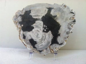 Petrified wood slab with two heart