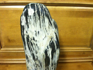 petrified wood fully polished cut base stand up