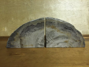 petrified wood bookends