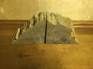 petrified wood bookends