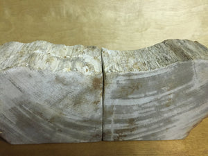 petrified wood bookends